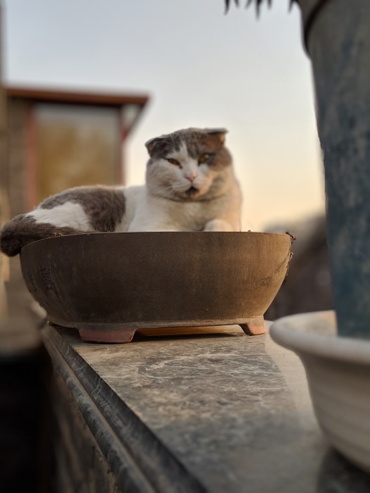 00100lportrait_00100_burst20190324174939392_cover